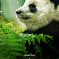 Pandas (2018) [IMAX] [MA HD]