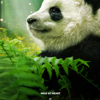 Pandas (2018) [IMAX] [MA 4K]